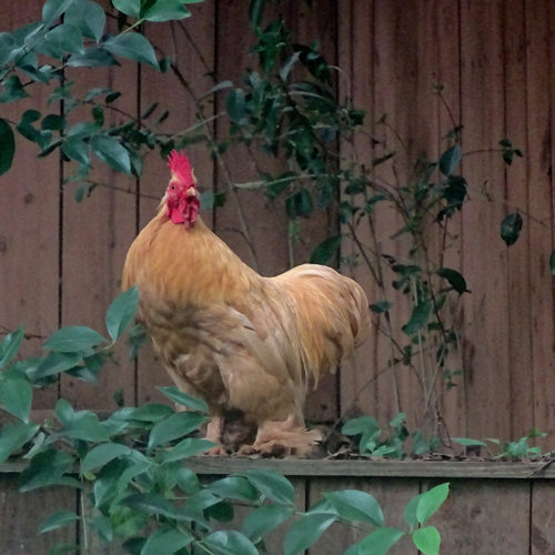 Buff Cochin Bantam Rooster