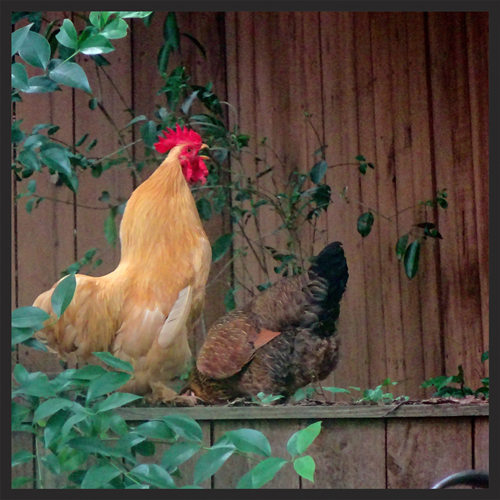 Buff Cochin Bantam Rooster with Ameraucana Hen 